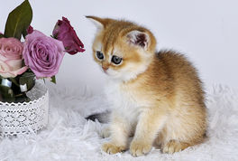 British Shorthair Golden Сhinchilla