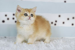 British Shorthair Golden Сhinchilla