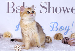 British Shorthair Golden 