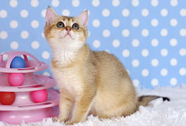 British Shorthair Golden Сhinchilla