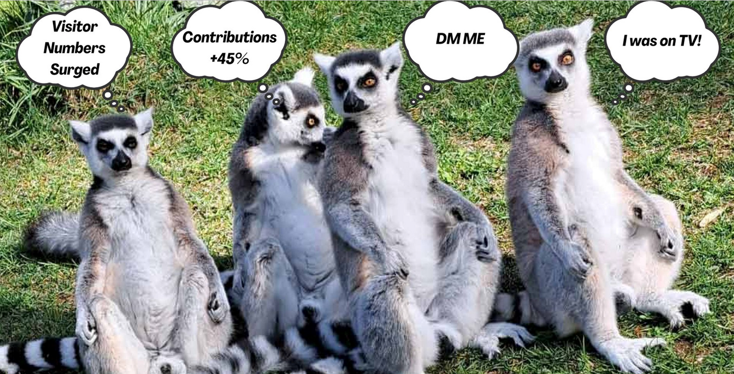 Four Ring-tailed lemurs sitting with thought bubbles