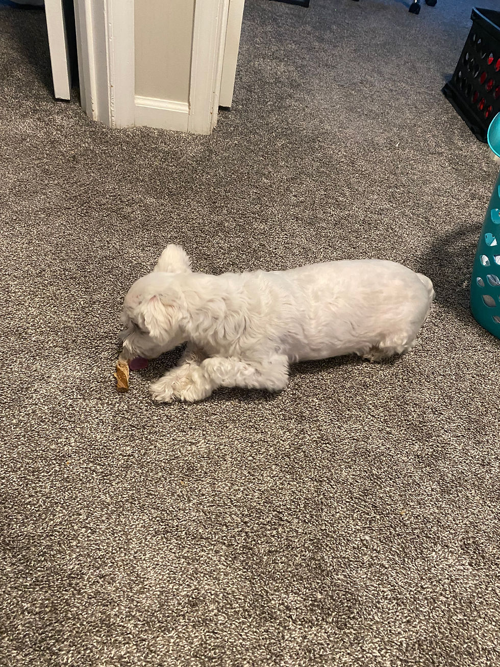 Canine Idiopathic Epilepsy Seizure Triggers For My Dog