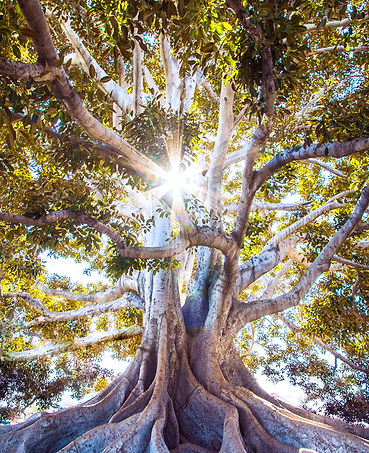Arbre devant le soleil, douceur et calme avec Espace Carom