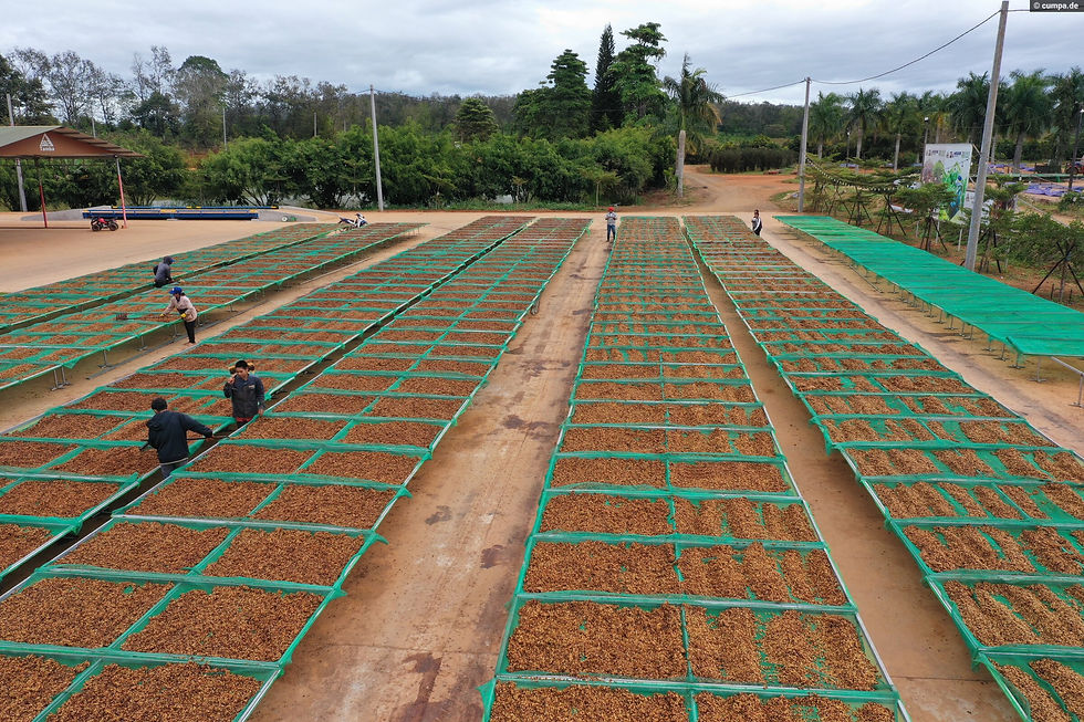 Miniaturbild: Luftaufnahme der erhöhten Drying Beds mit Honey aufbereitetem Vietnam Robusta Kaffee bei Tamba Coffee in Gia Lai