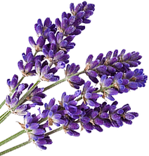 596cdee7ed07ad6118f998e0 (1).png
