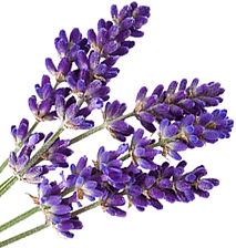 596cdee7ed07ad6118f998e0 (1).png