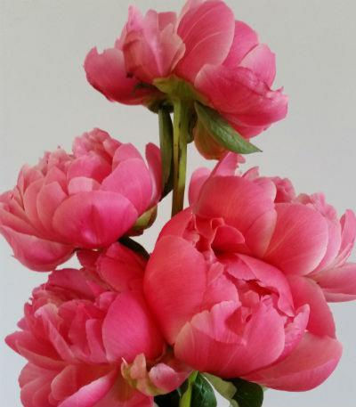 Peony