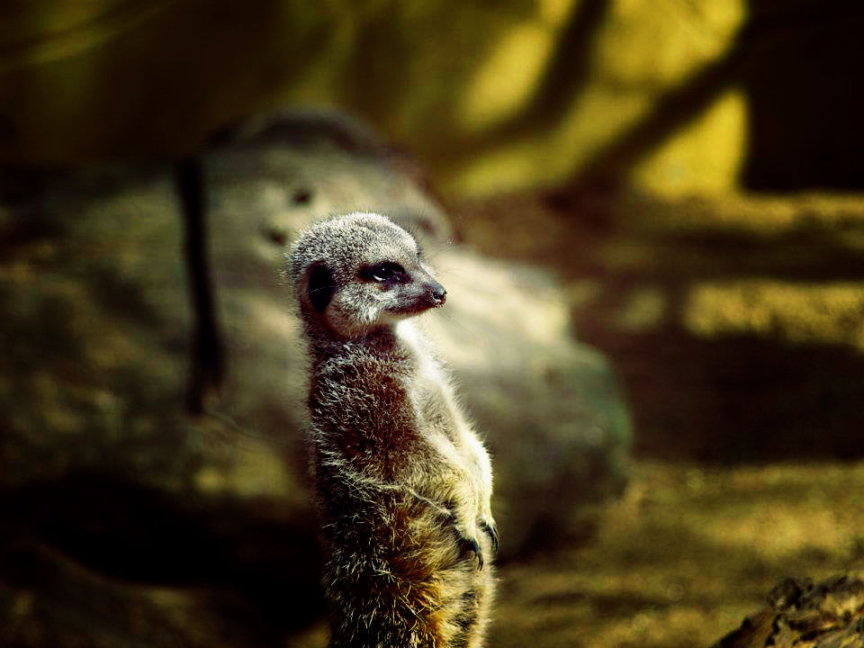 Meerkat1.jpg