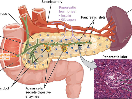 The Anatomy of the Pancreas