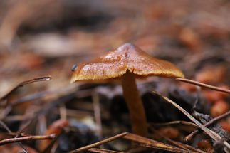 Adelaide Hills Fungi-S-19.JPG