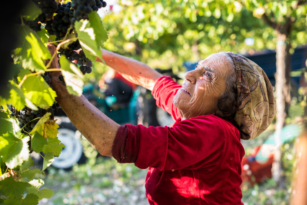 Entre los meses de Septiembre y Octubre se lleva a cabo la Vendemia en la zona de la Campania Italiana, donde trabajan muy duramente todos los integrantes de la familia inclusive las mujeres de avanzada edad.