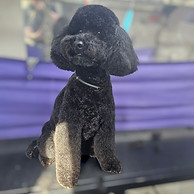 tidy pet grooming East Grinstead
