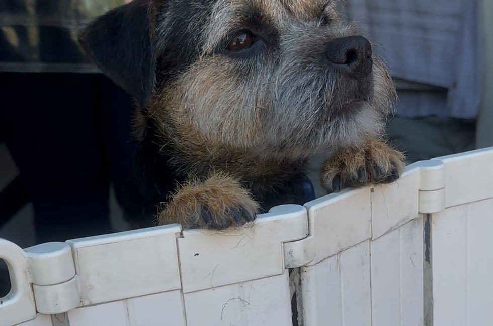 happy dog grooming east grinstead