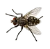 Image of fly found in Ontario