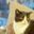 Writer: cafepurrveyor