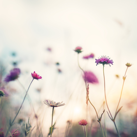 flow for flowers.png