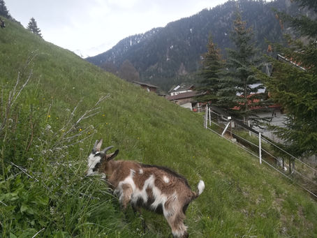 Die Abenteuer vom Ziegenkitz Xaver