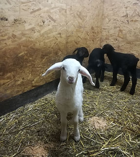 Schafe im Berghof Pfunds