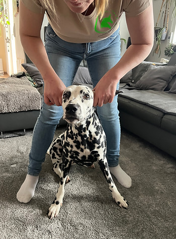 Craniotherapie am Hund