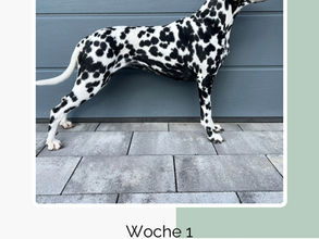 1. Trächtigkeitswoche