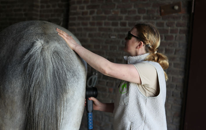 Lasertherapie am Pferd