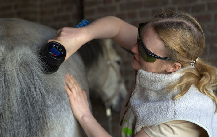 Lasertherapie am Pferd