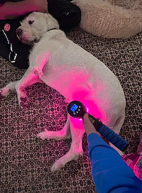 Lasertherapie am Hund