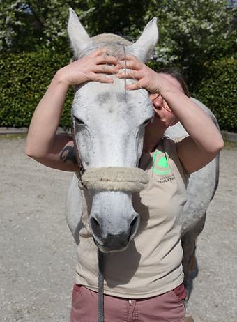Craniotherapie am Pferd