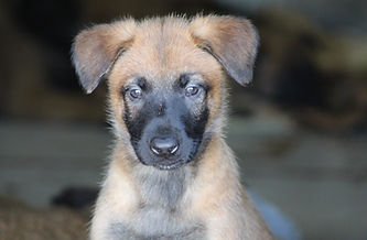 Goose babies July 18, 2020 (68).JPG