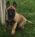 protection dog,knut fuchs, peter scherk, florian knabl, dogsports4u, marcus hampton, ot vitosha, good of war, mohawk malinois,further moor, mecbergers,conan von clan der Wolfe, malinois,malinois puppies,purebred blegian malinois puppies,purebred malinois puppies,dvg,akc,usca,awdf,schutzhund usa,police k9,knvp,healthy belgian malinois puppies,belgian shepherd dogs,fmbb,dmc,family protection dog,agility,search and rescue,knvp,import dogs