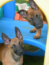 P-Litter Sasha+Ando 114.jpg
