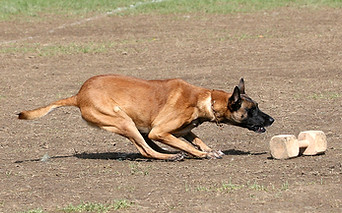 protection dog,knut fuchs, peter scherk, florian knabl, dogsports4u, marcus hampton, ot vitosha, good of war, mohawk malinois,further moor, mecbergers,conan von clan der Wolfe, malinois,malinois puppies,purebred blegian malinois puppies,purebred malinois puppies,dvg,akc,usca,awdf,schutzhund usa,police k9,knvp,healthy belgian malinois puppies,belgian shepherd dogs,fmbb,dmc,family protection dog,agility,search and rescue,knvp,import dogs