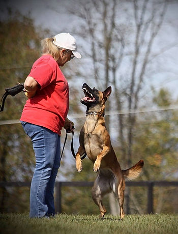 faye (2).jpgprotection dog,knut fuchs, peter scherk, florian knabl, dogsports4u, marcus hampton, ot vitosha, good of war, mohawk malinois,further moor, mecbergers,conan von clan der Wolfe, malinois,malinois puppies,purebred blegian malinois puppies,purebred malinois puppies,dvg,akc,usca,awdf,schutzhund usa,police k9,knvp,healthy belgian malinois puppies,belgian shepherd dogs,fmbb,dmc,family protection dog,agility,search and rescue,knvp,import dogs