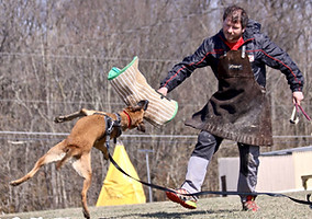 protection dog,knut fuchs, peter scherk, florian knabl, dogsports4u, marcus hampton, ot vitosha, good of war, mohawk malinois,further moor, mecbergers,conan von clan der Wolfe, malinois,malinois puppies,purebred blegian malinois puppies,purebred malinois puppies,dvg,akc,usca,awdf,schutzhund usa,police k9,knvp,healthy belgian malinois puppies,belgian shepherd dogs,fmbb,dmc,family protection dog,agility,search and rescue,knvp,import dogs