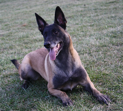 protection dog,knut fuchs, peter scherk, florian knabl, dogsports4u, marcus hampton, ot vitosha, good of war, mohawk malinois,further moor, mecbergers,conan von clan der Wolfe, malinois,malinois puppies,purebred blegian malinois puppies,purebred malinois puppies,dvg,akc,usca,awdf,schutzhund usa,police k9,knvp,healthy belgian malinois puppies,belgian shepherd dogs,fmbb,dmc,family protection dog,agility,search and rescue,knvp,import dogs