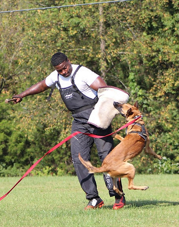 protection dog,knut fuchs, peter scherk, florian knabl, dogsports4u, marcus hampton, ot vitosha, good of war, mohawk malinois,further moor, mecbergers,conan von clan der Wolfe, malinois,malinois puppies,purebred blegian malinois puppies,purebred malinois puppies,dvg,akc,usca,awdf,schutzhund usa,police k9,knvp,healthy belgian malinois puppies,belgian shepherd dogs,fmbb,dmc,family protection dog,agility,search and rescue,knvp,import dogs