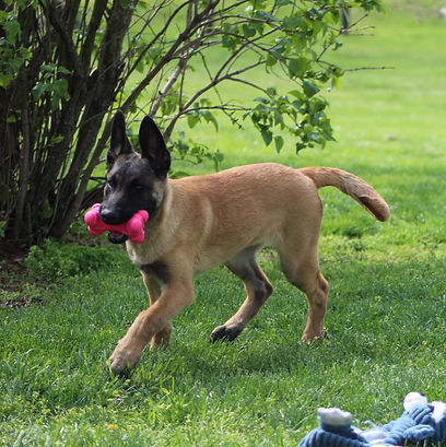 protection dog,knut fuchs, peter scherk, florian knabl, dogsports4u, marcus hampton, ot vitosha, good of war, mohawk malinois,further moor, mecbergers,conan von clan der Wolfe, malinois,malinois puppies,purebred blegian malinois puppies,purebred malinois puppies,dvg,akc,usca,awdf,schutzhund usa,police k9,knvp,healthy belgian malinois puppies,belgian shepherd dogs,fmbb,dmc,family protection dog,agility,search and rescue,knvp,import dogs