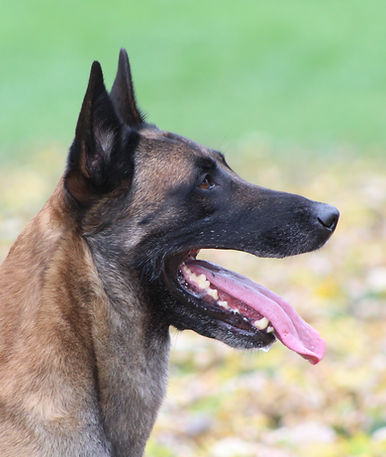 Demon (63) (2022_12_24 17_15_34 UTC).JPG