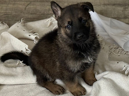 IMG_7934.jpeg