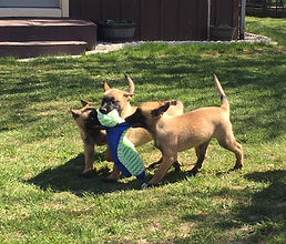 protection dog,knut fuchs, peter scherk, florian knabl, dogsports4u, marcus hampton, ot vitosha, good of war, mohawk malinois,further moor, mecbergers,conan von clan der Wolfe, malinois,malinois puppies,purebred blegian malinois puppies,purebred malinois puppies,dvg,akc,usca,awdf,schutzhund usa,police k9,knvp,healthy belgian malinois puppies,belgian shepherd dogs,fmbb,dmc,family protection dog,agility,search and rescue,knvp,import dogs