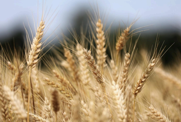 Weeds and Wheat Growing Together