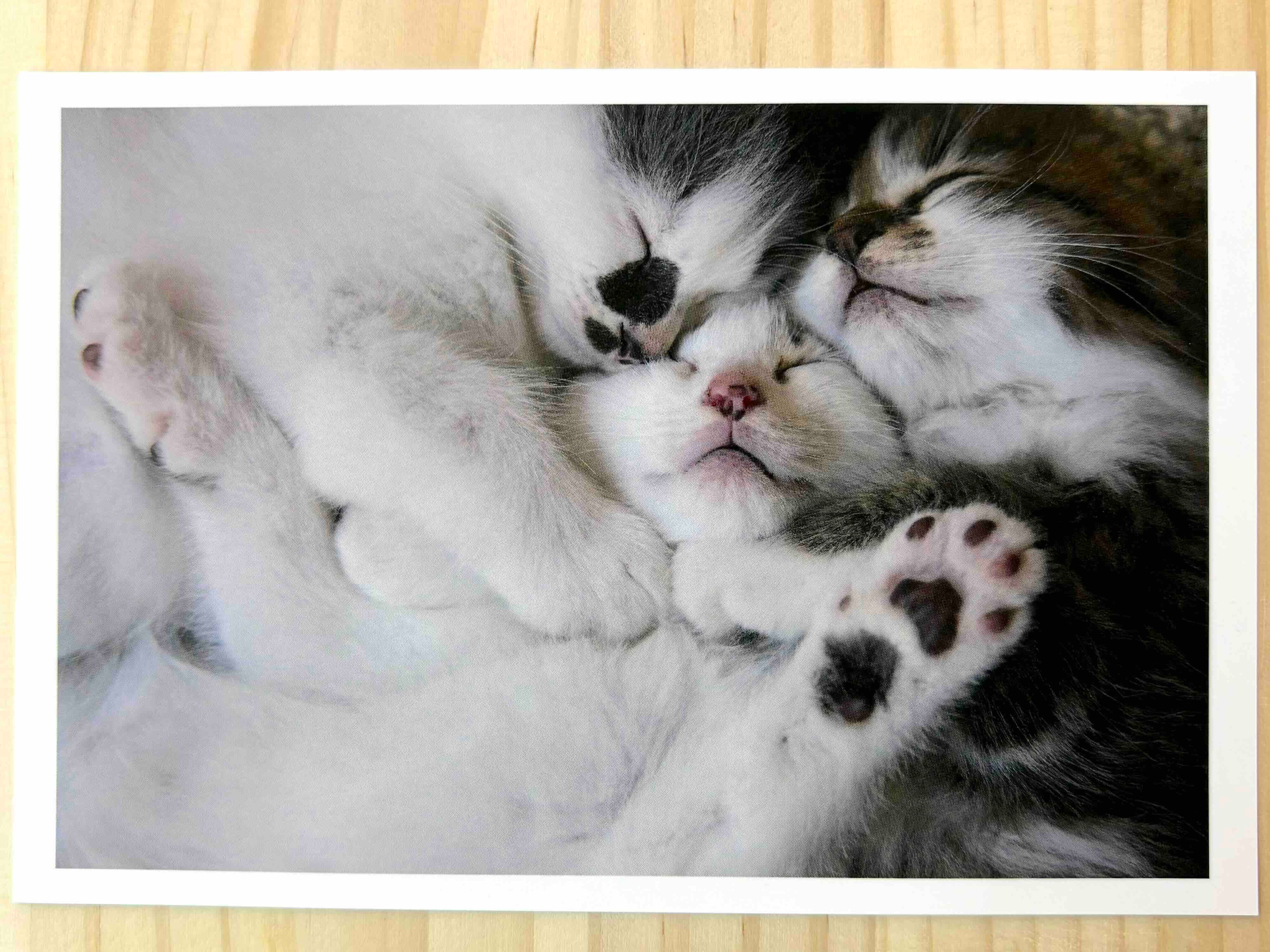 ポストカード「きゅっきゅっぎゅっ」