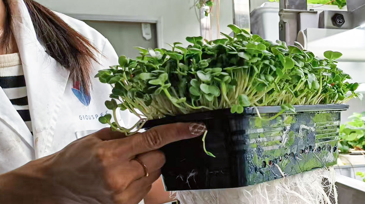 Fresh microgreens grown for on-site harvest with the FarmCube Neo indoor growing cabinet