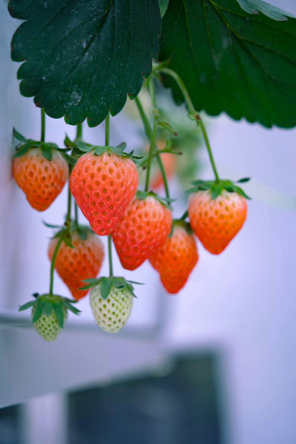 Strawberries fruiting in a controlled indoor farming system