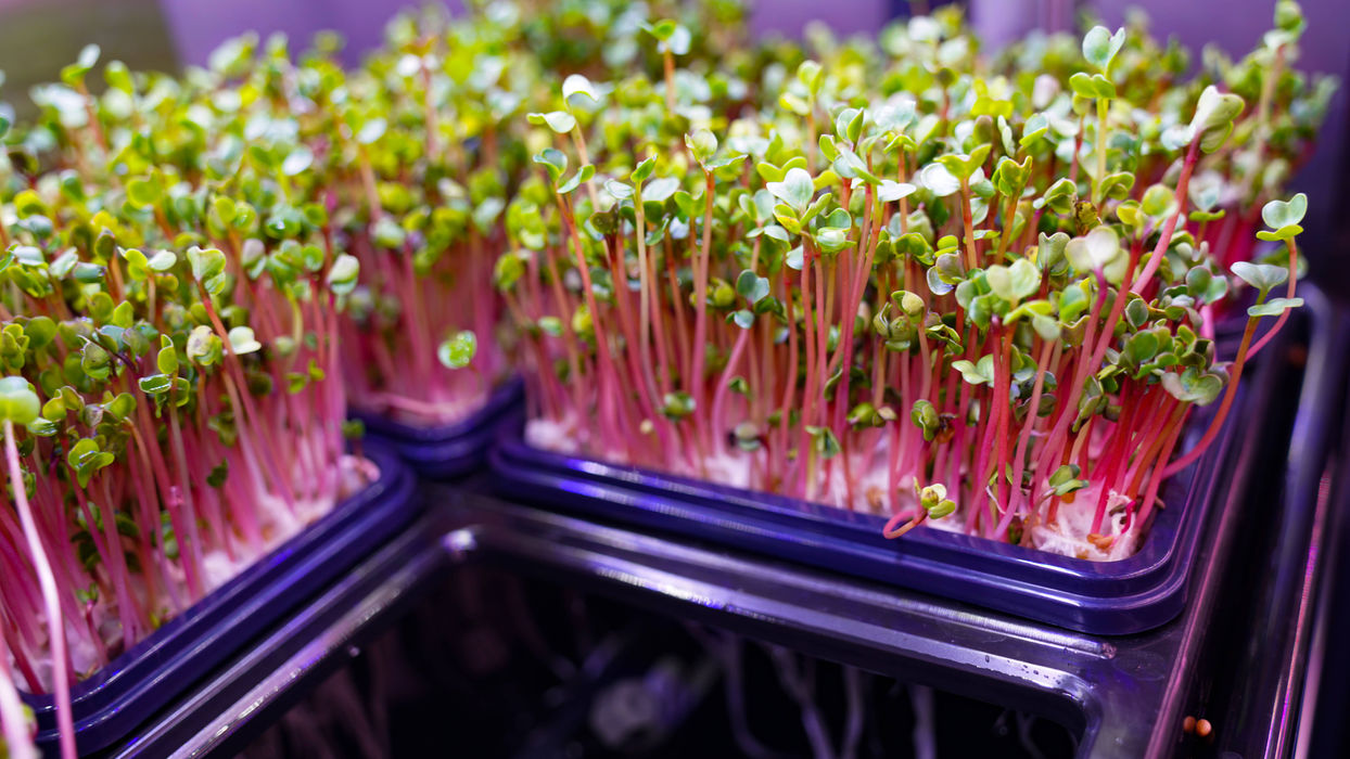 Commercial microgreens production inside FarmCube Neo with uniform crop growth