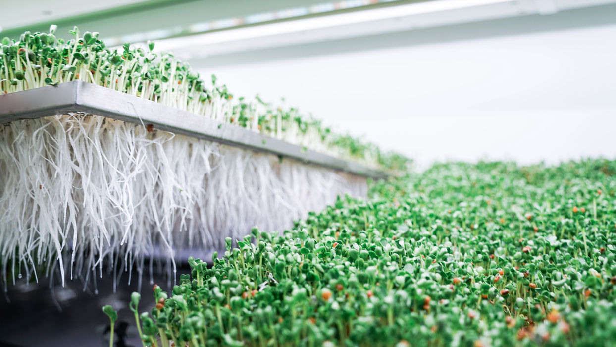 BioCube Container application scene for vertical farming facility