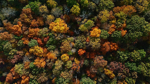 Canopy.JPG