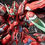 Thumbnail: 藏道模型 CD-FA-04 超限獵兵 凱能紅夜達薩可 1/100 合金成品