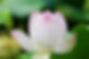 蓮の花