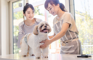 トリミングを受ける犬